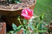 Sleeping Beauty rose photo