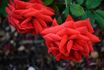 Independence rose photo