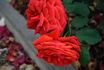 Independence rose photo