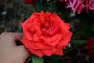 Independence rose photo