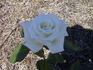 Francis Phoebe rose photo