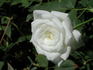Bride's White rose photo