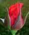 Bright Fire rose photo