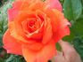 Bright Fire rose photo