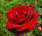 Blackout rose photo