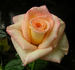 Peachy Cheeks ™ rose photo