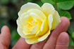 04-07-05 rose photo