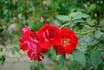 Pirouette rose photo