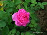 Comtesse Henriette Combes rose photo