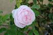 Princess of Wales rose photo