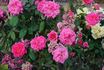 Red Sweetheart rose photo
