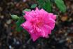 Red Sweetheart rose photo