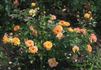 Bessy rose photo