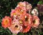 Bessy rose photo