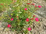 Red Fairy rose photo