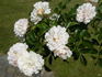 White Dorothy Perkins rose photo