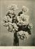 Monsieur Joseph Hill rose photo