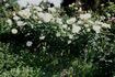 Burnaby rose photo