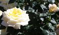 Burnaby rose photo