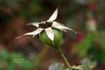 Crock O' Gold rose photo