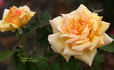Crock O' Gold rose photo