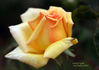 Crock O' Gold rose photo