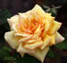 Crock O' Gold rose photo