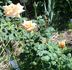 Joanna Hill rose photo