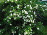 Beauty of Dropmore rose photo