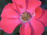 Anytime rose photo