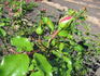 Red Dawn rose photo