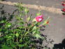Red Dawn rose photo