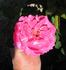 Red Dawn rose photo