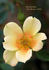 My Sunshine rose photo