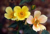 My Sunshine rose photo