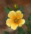 My Sunshine rose photo