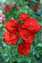 Fire King rose photo