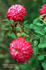 Berkeley Beauty ™ rose photo