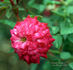 Berkeley Beauty ™ rose photo
