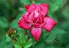 Berkeley Beauty ™ rose photo