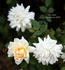 Star Dust ™ rose photo