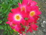 Prairie Celebration rose photo