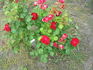 Emily Carr rose photo