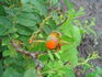 RSM K5  rose photo