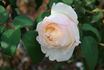 Cyril Fletcher rose photo