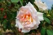 Elizabeth Harkness ® rose photo