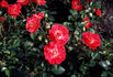 BOKrathon rose photo