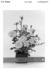 Lemon Drop rose photo