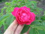 RSM K5  rose photo