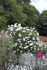Bouquet Tout Fait rose photo
